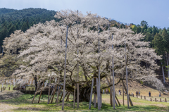 根尾谷淡墨ザクラ