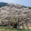 根尾谷淡墨ザクラ