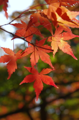 輝く紅の葉