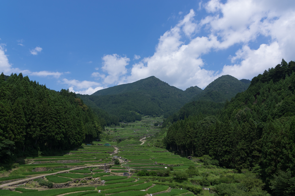 青空の千枚田