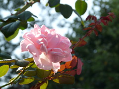 花6