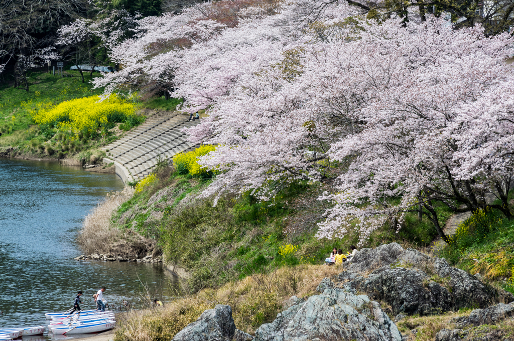 お花見日和