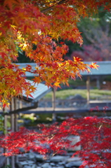 紅葉撮るぞ～(`･ω･´)