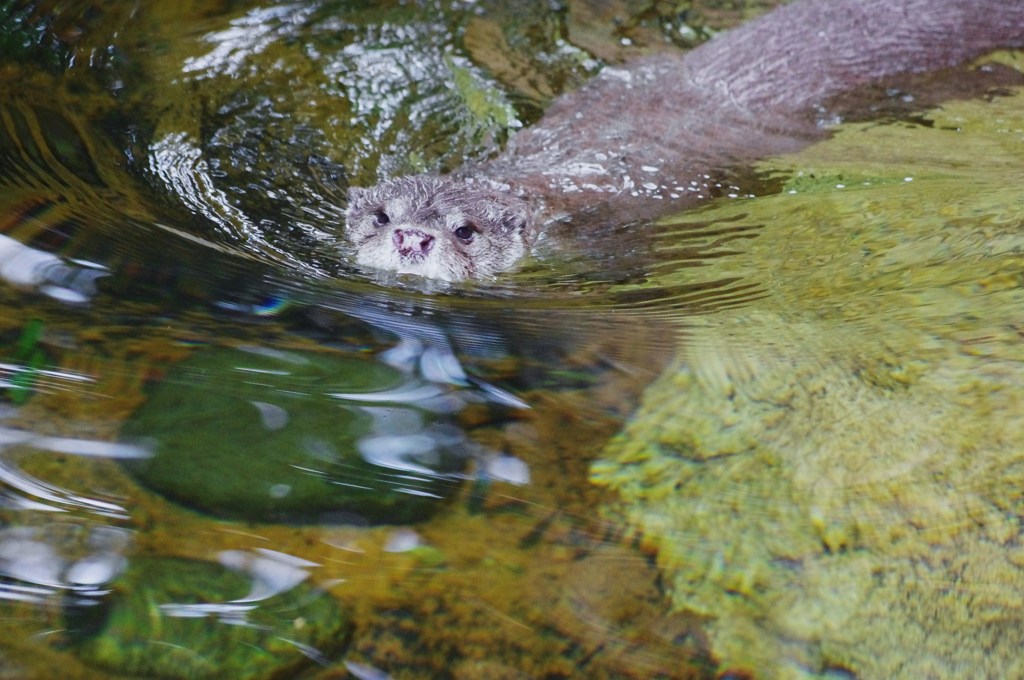 カワウソさん