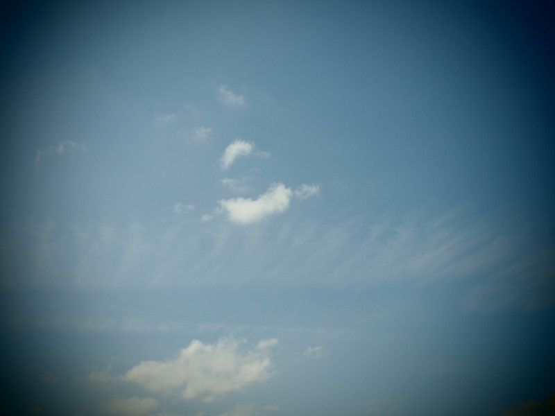 いろんな　くも