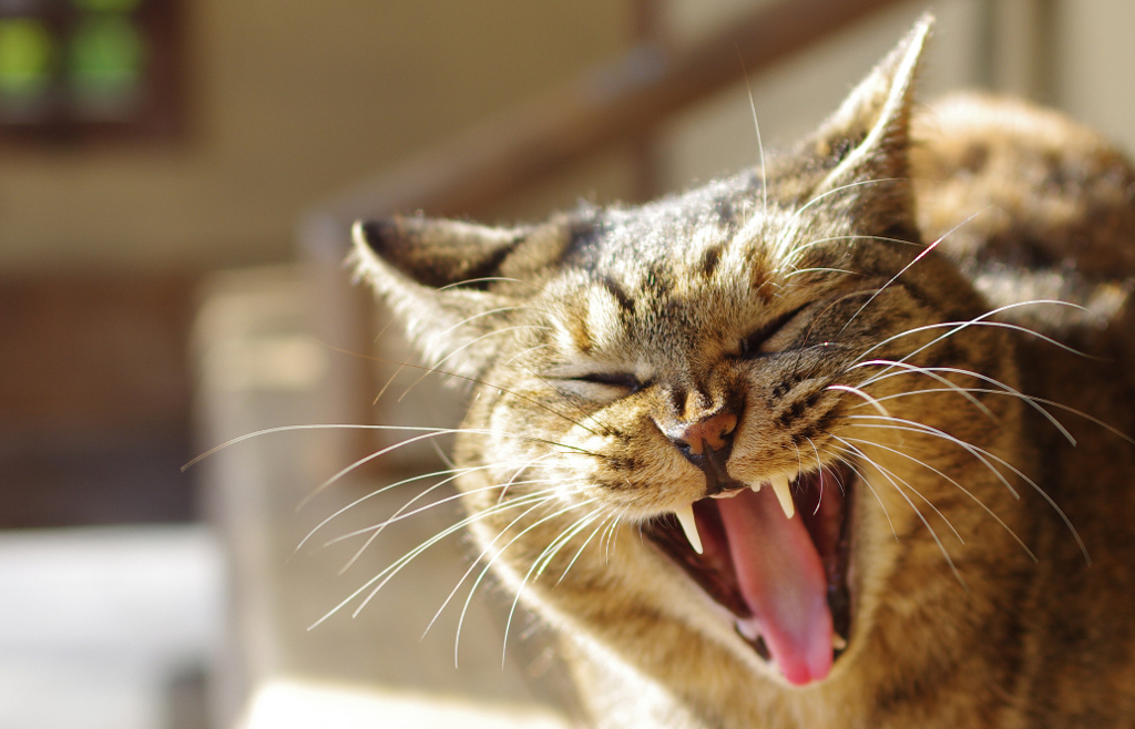 猫