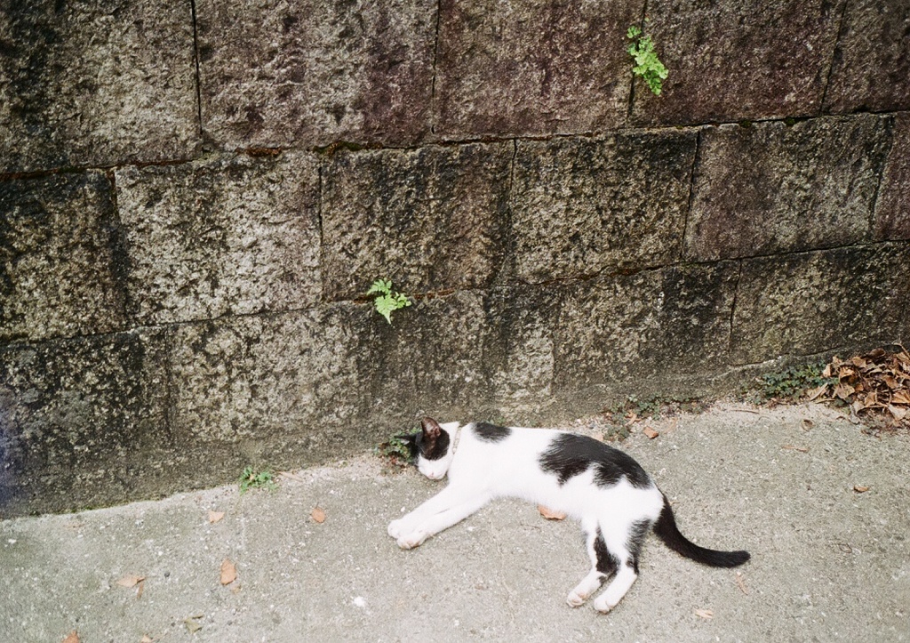 眠猫