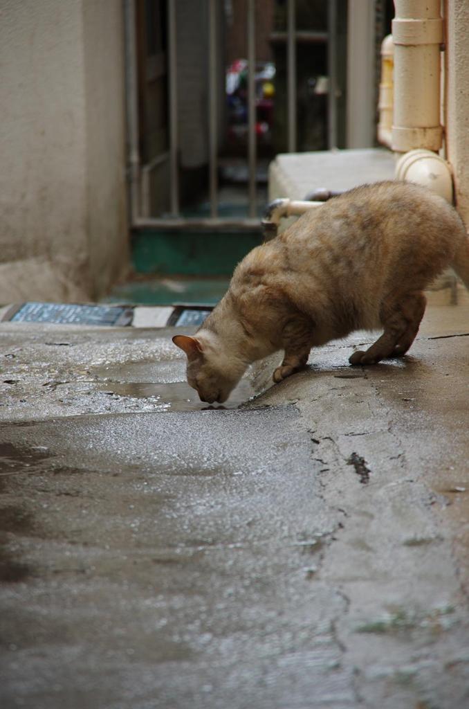 那覇　路地の猫