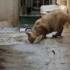 那覇　路地の猫