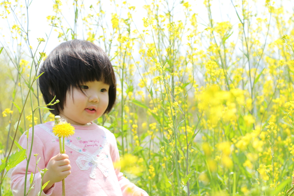 菜の花に囲まれて