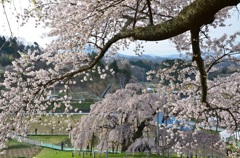 三春の滝桜