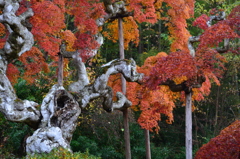 枝垂れ紅葉③