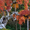 枝垂れ紅葉③