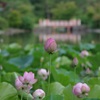 蓮蕾