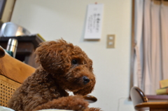 愛犬