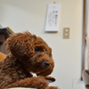 愛犬
