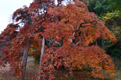 枝垂れ紅葉②