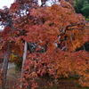 枝垂れ紅葉②