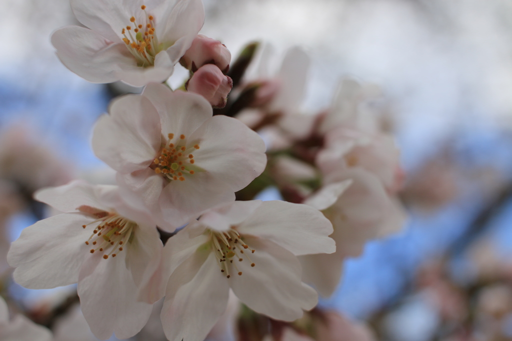 初桜　