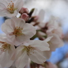 初桜　