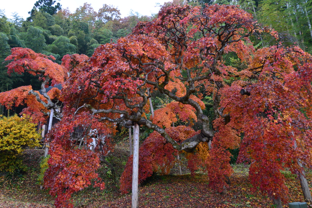 枝垂れ紅葉①