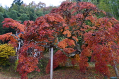 枝垂れ紅葉①