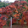 枝垂れ紅葉①