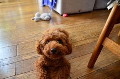 愛犬るん①