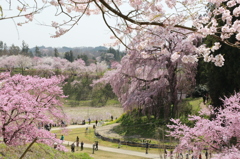 sakura 香る