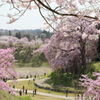 sakura 香る