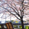 桜の下で
