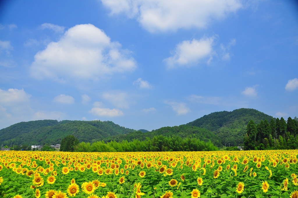 ２０１２年、夏、ひまわり（１）