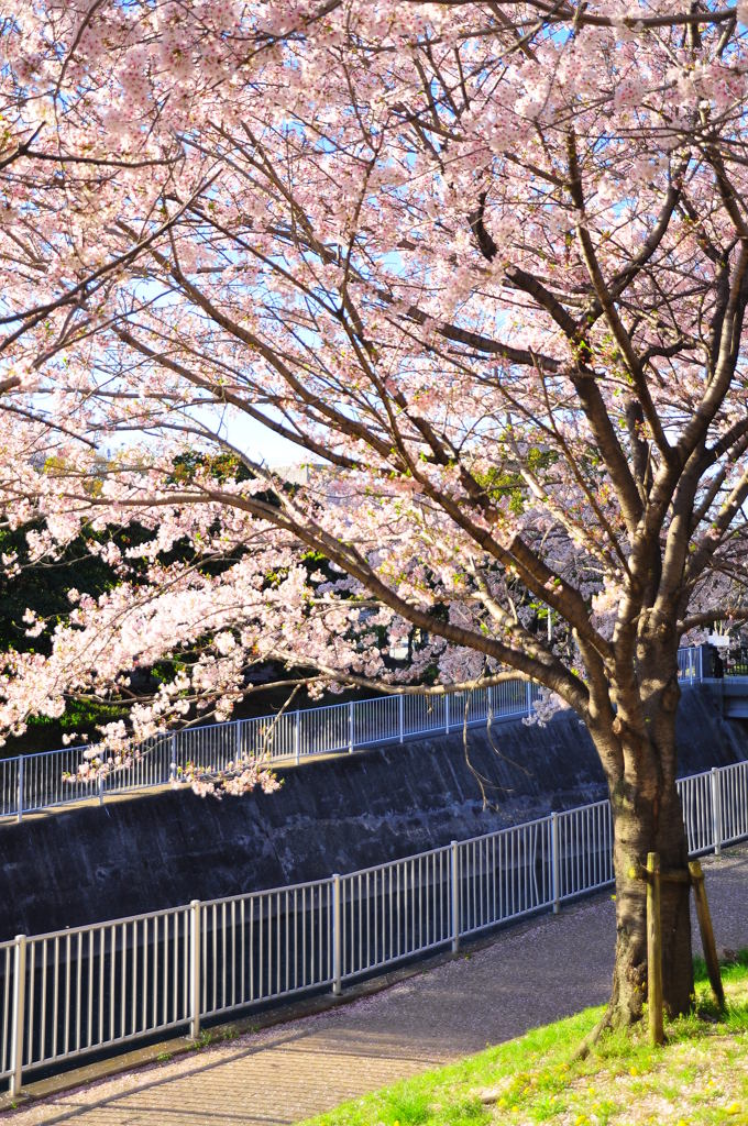 桜の木