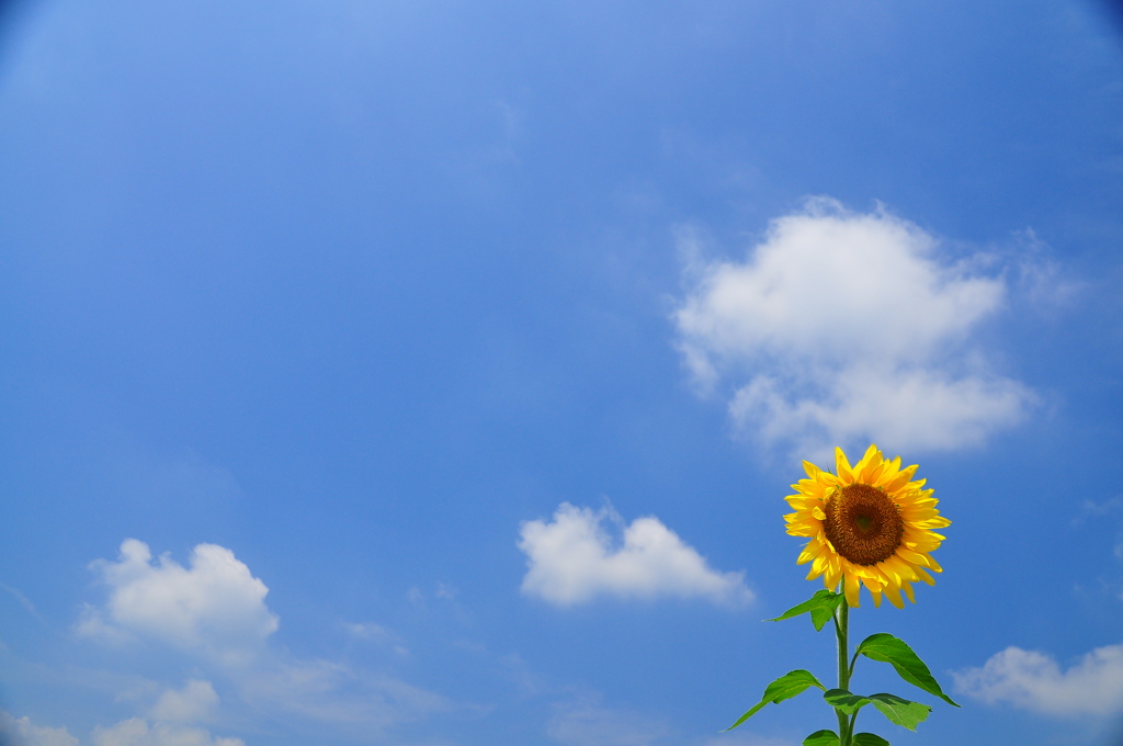 ２０１２年、夏、ひまわり（４）