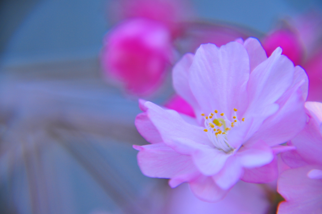 さくら～淡～