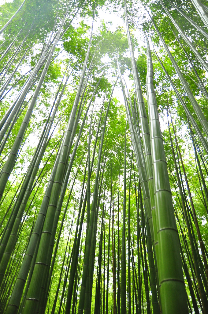 The Bamboo