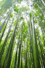 The Bamboo