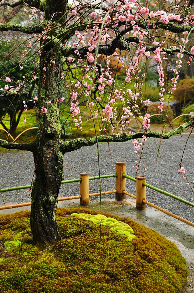 The ume