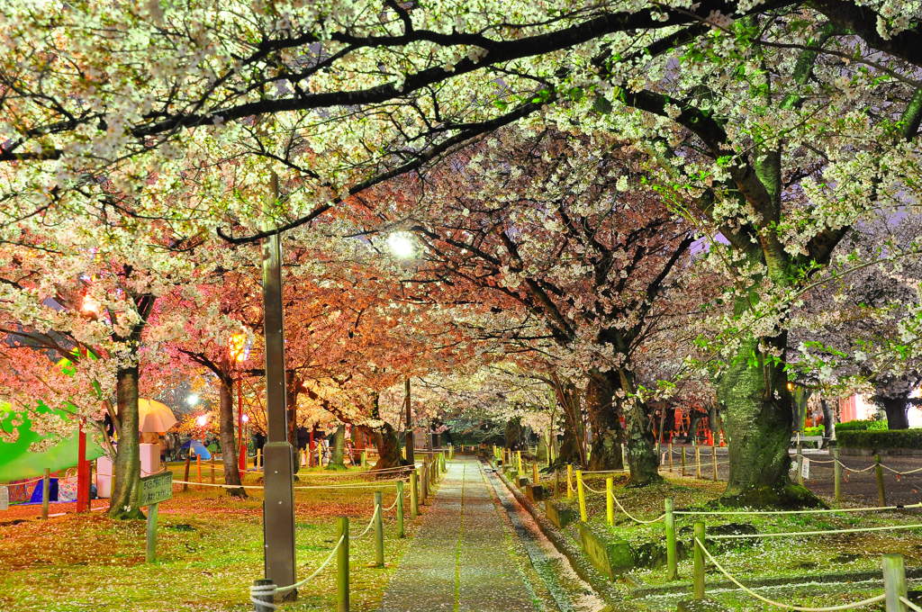 夜桜トンネル