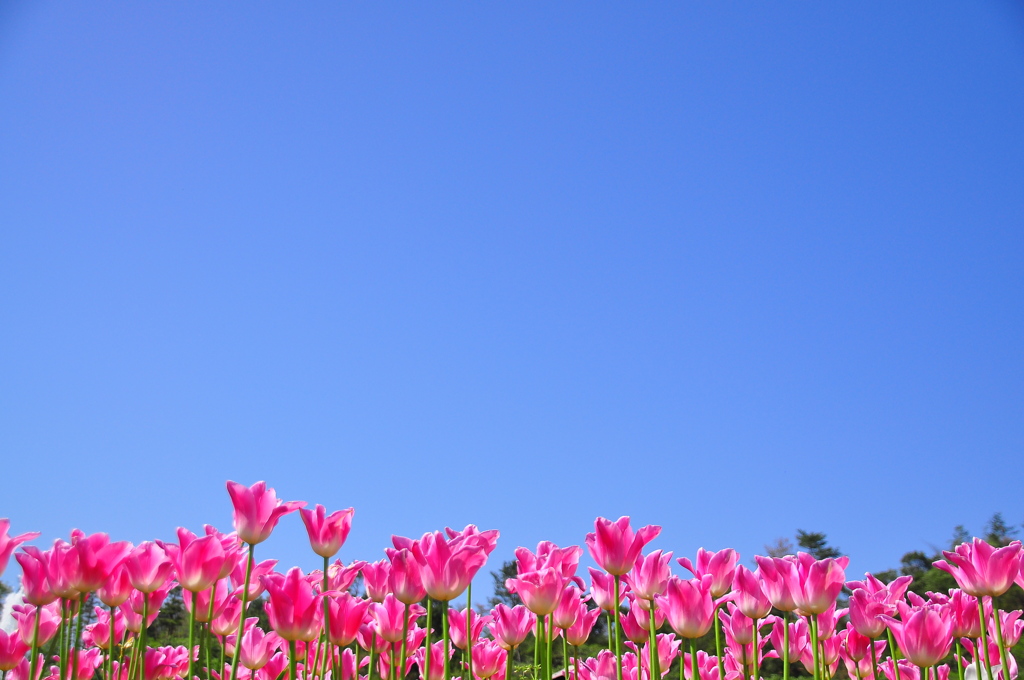 Blue×Pink