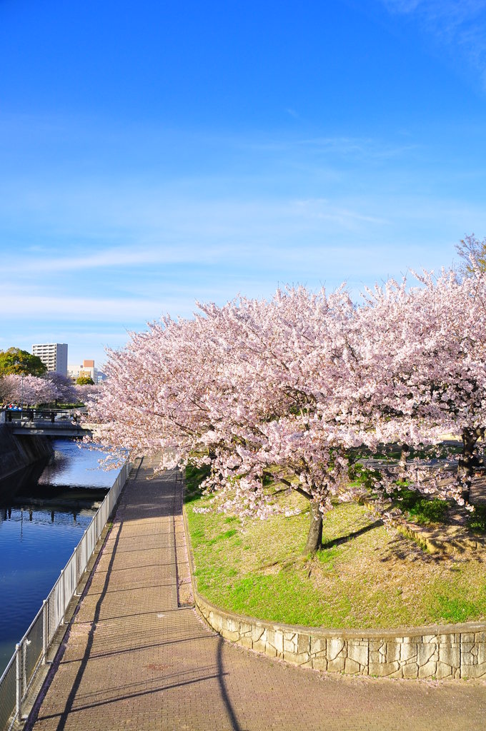 青空と桜と