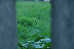 CSC_0786