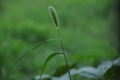 DSC_0741