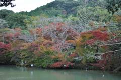 紅葉