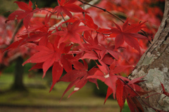 紅葉