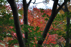 紅葉