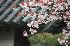 雨桜