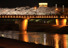 夜桜見物3