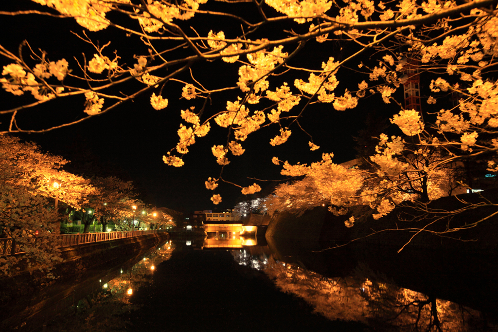 夜桜見物6