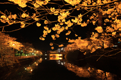 夜桜見物6